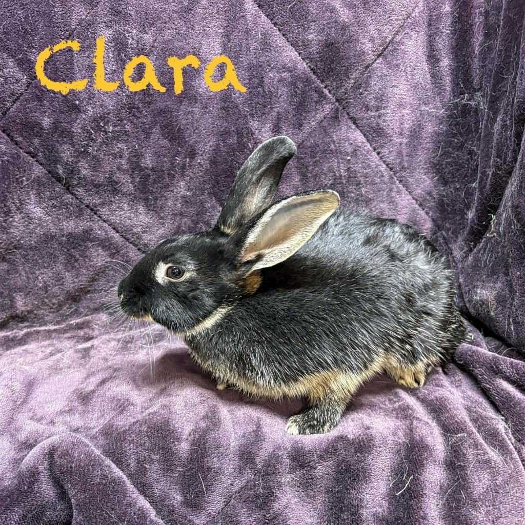 Enlarge Clara, a Adoptable Bunny Rabbit in Elizabethtown, KY image 2/3