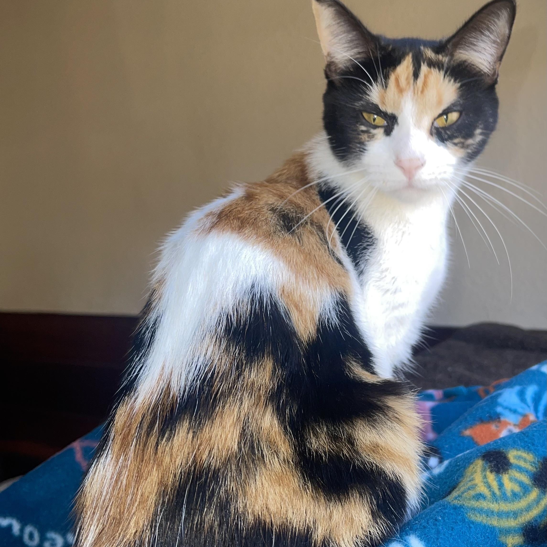 Bellamisia, adopted, Young Female Calico.