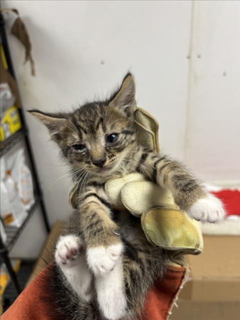 Enlarge DEE, a Adoptable Domestic Short Hair in San Bernardino, CA image 1/1