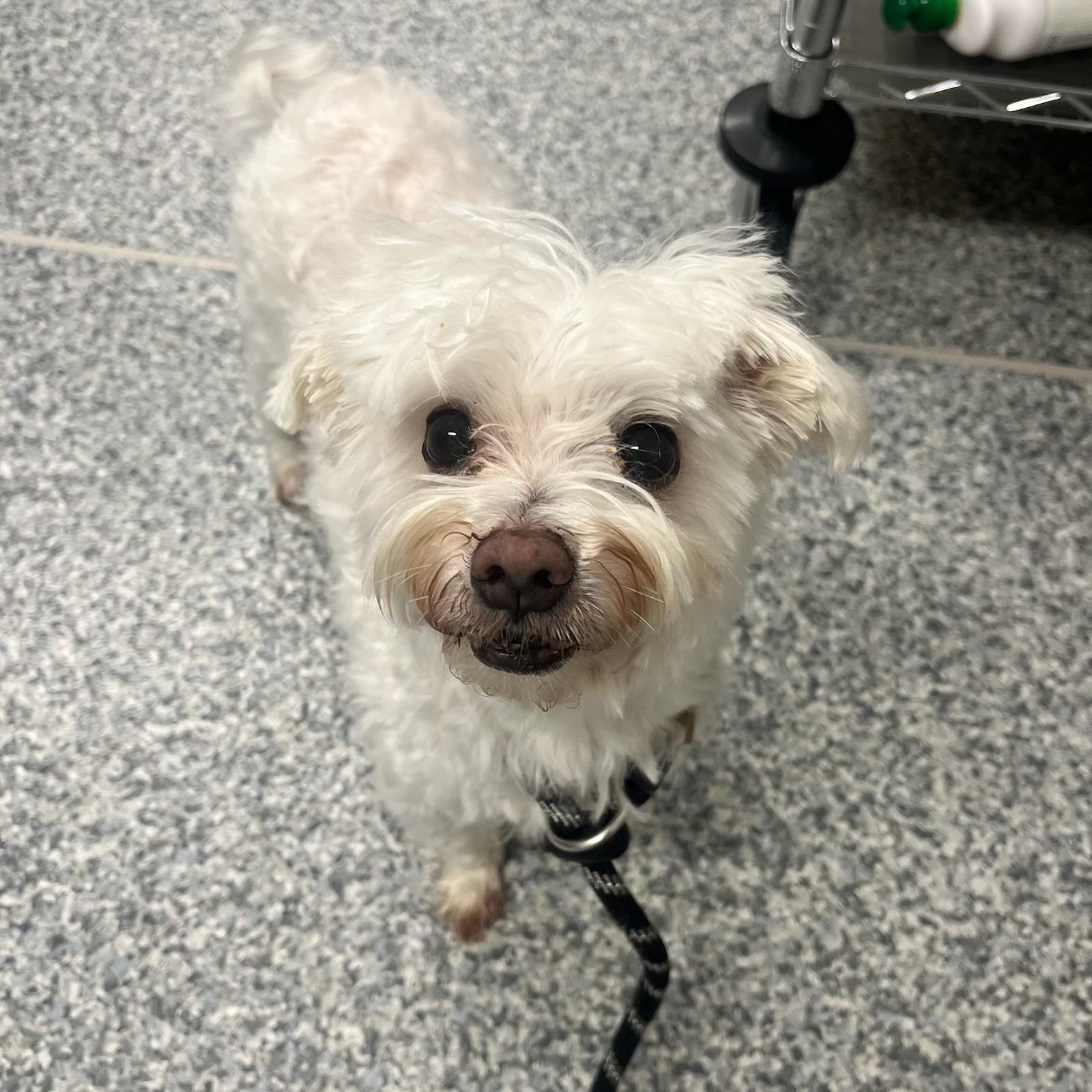 Luke (ID 51417/1548), adopted, Senior Male Maltese.