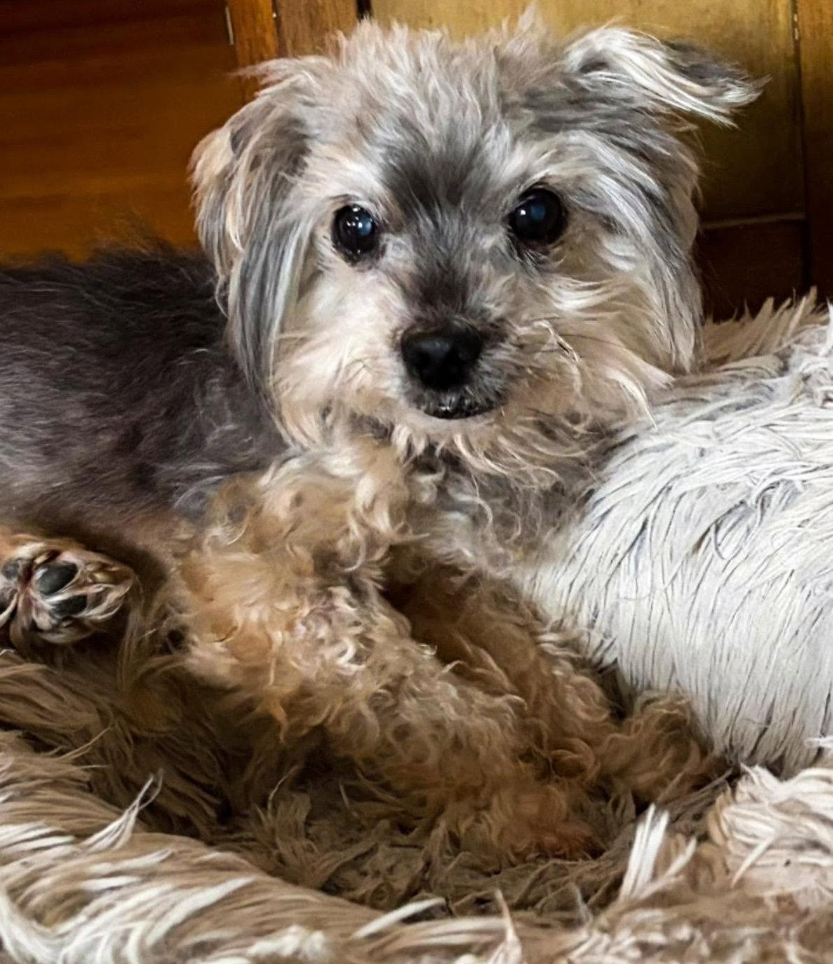 Mr Trussy, a Adoptable Yorkshire Terrier in Saunderstown, RI image 3/3