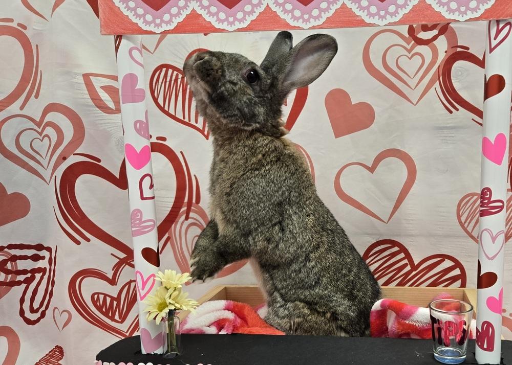 Artemis, Adoptable, Adult Female Bunny Rabbit.