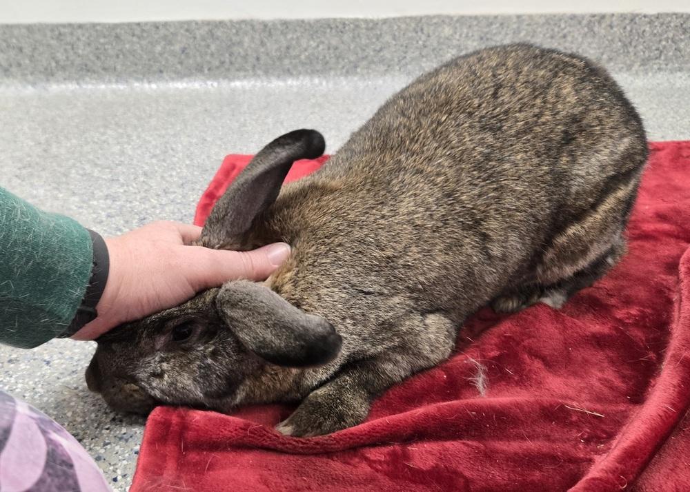 Enlarge Artemis, a Adoptable mixed breed in Westford, MA image 2/6