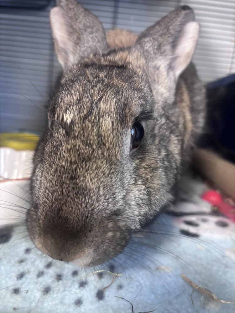 Artemis, Adoptable, Adult Female Bunny Rabbit.