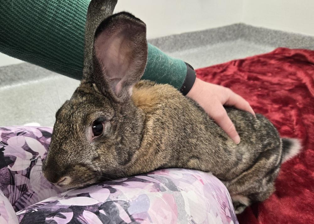 Enlarge Artemis, a Adoptable mixed breed in Westford, MA image 4/6