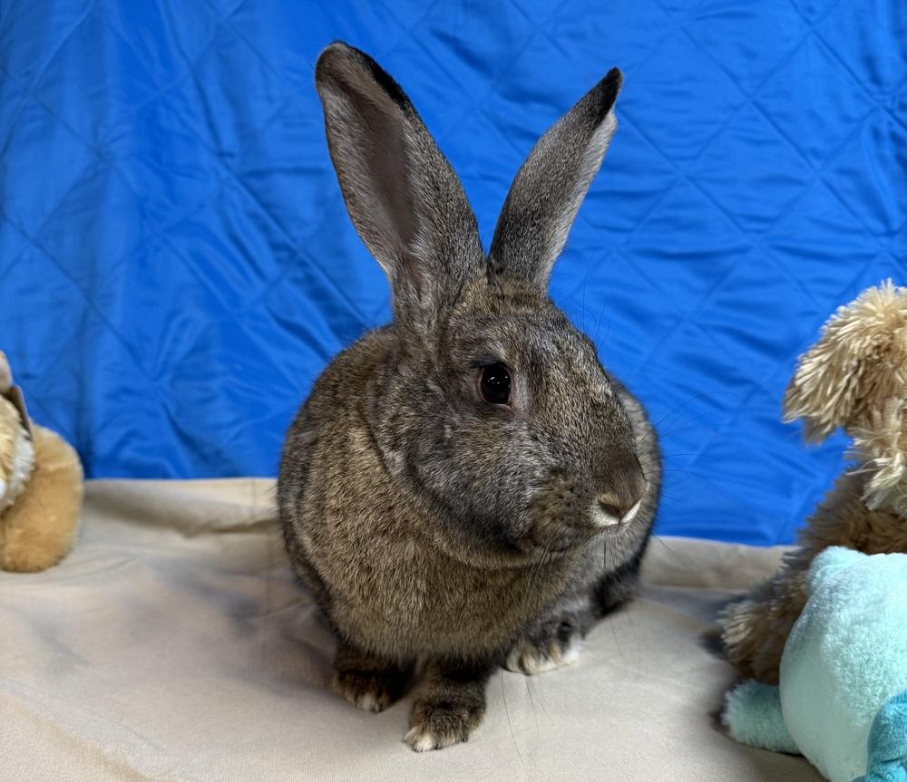 Enlarge Artemis, a Adoptable mixed breed in Westford, MA image 2/6