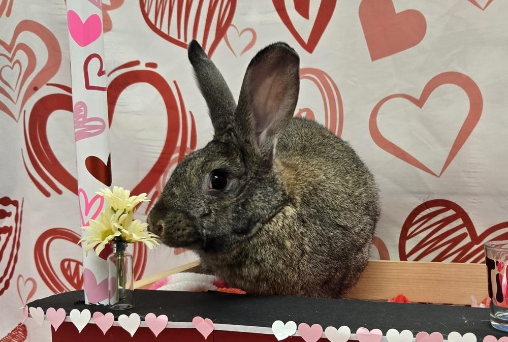 Enlarge Artemis, a Adoptable mixed breed in Westford, MA image 5/6