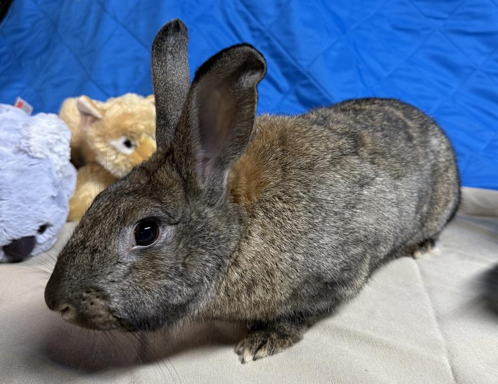 Enlarge Artemis, a Adoptable mixed breed in Westford, MA image 4/6