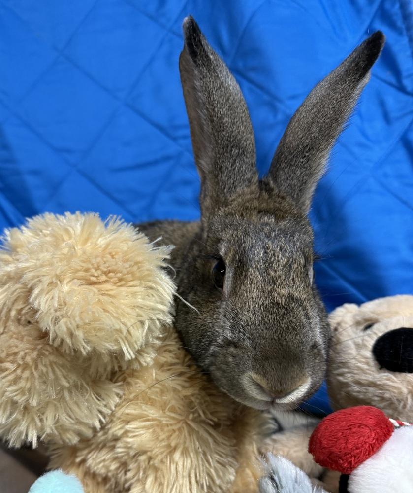 Enlarge Artemis, a Adoptable mixed breed in Westford, MA image 5/6