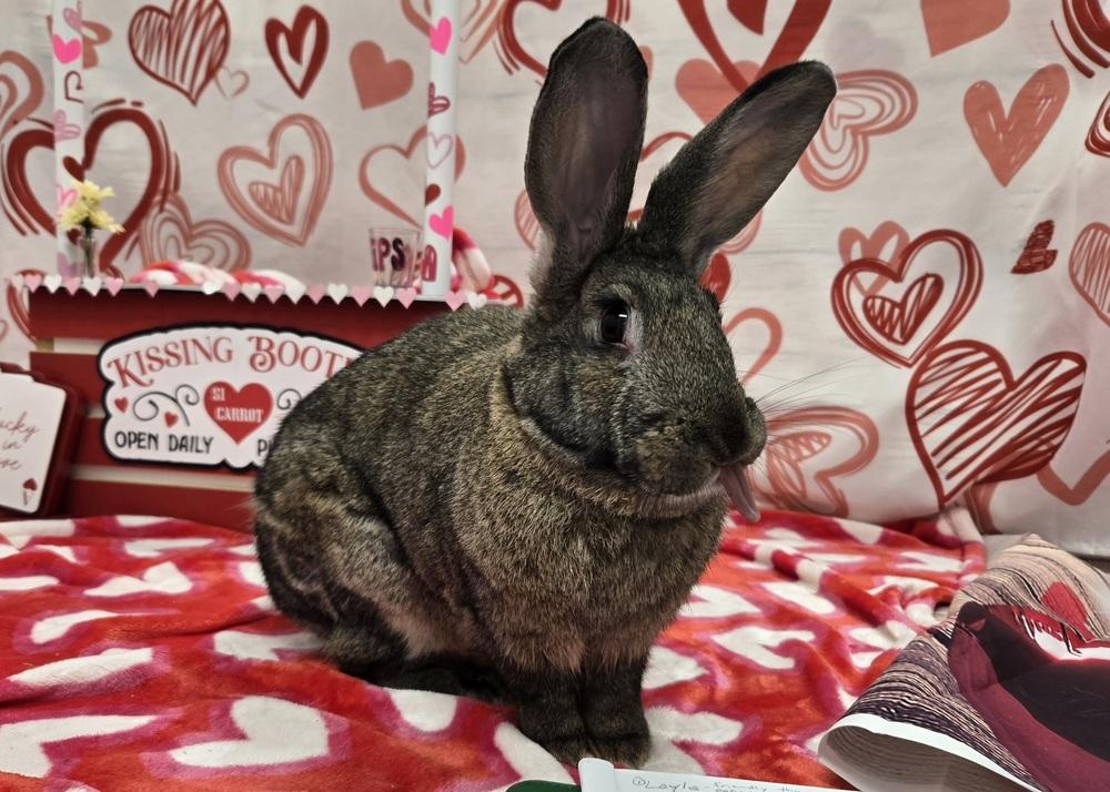 Enlarge Artemis, a Adoptable mixed breed in Westford, MA image 6/6