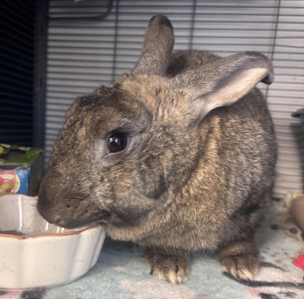 Enlarge Artemis, a Adoptable mixed breed in Westford, MA image 6/6