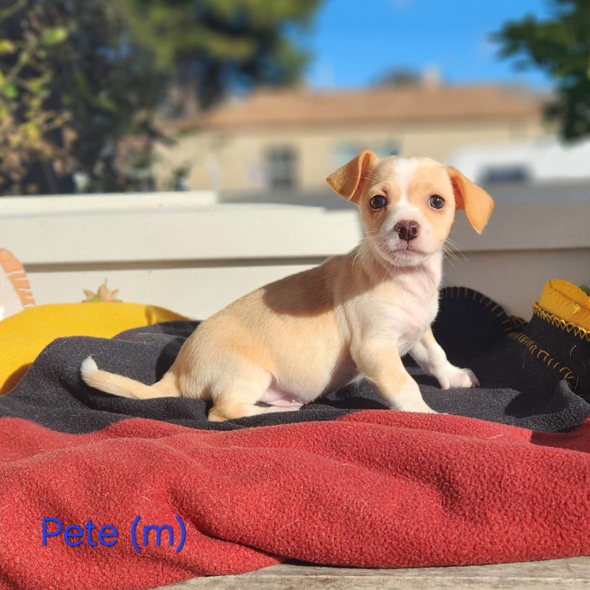 Pete , an adopted mixed breed in Hayward, CA image 2/3