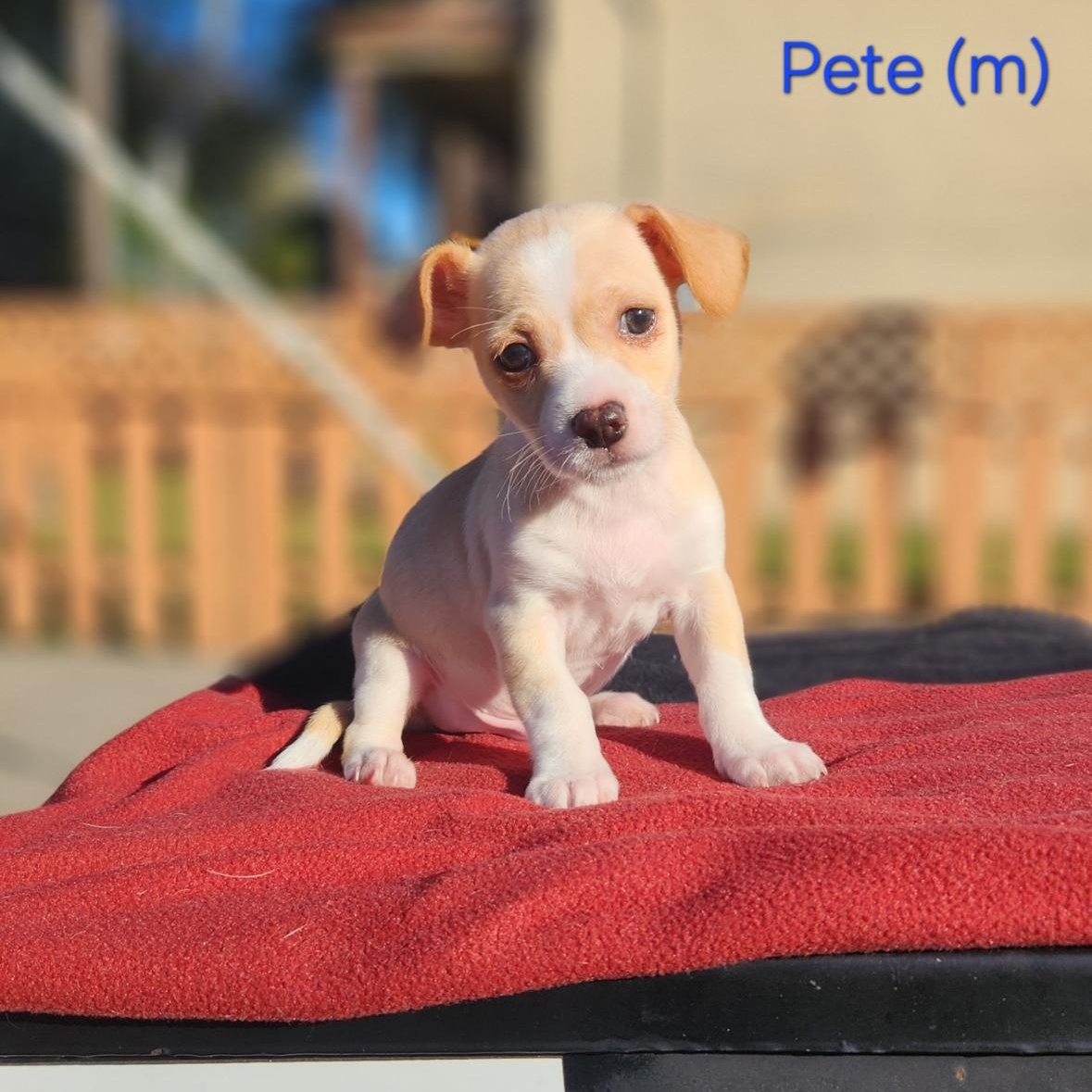 Pete , an adopted mixed breed in Hayward, CA image 1/3