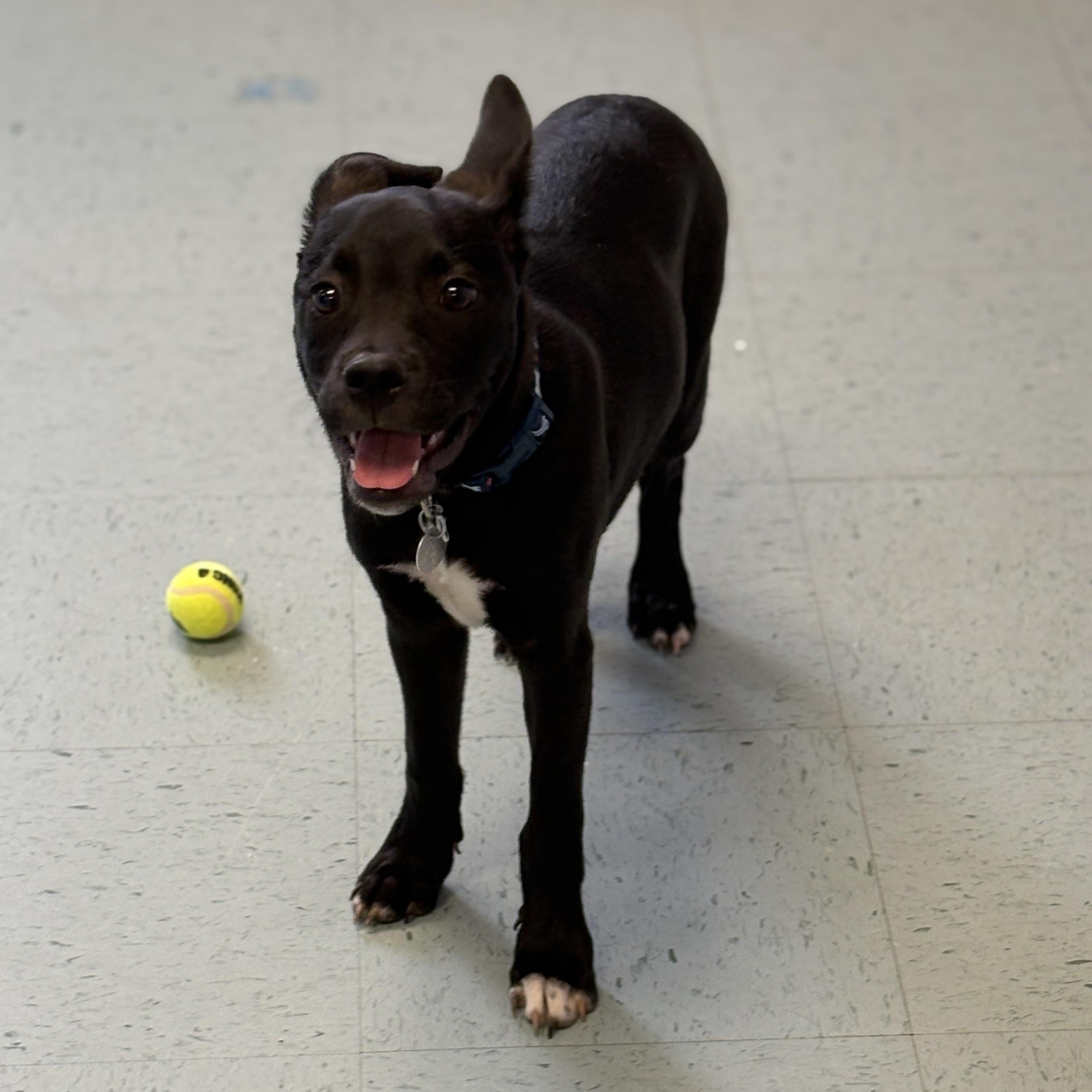 Enlarge Cooper, a ADOPTABLE mixed breed in Bardstown, KY image 4/6