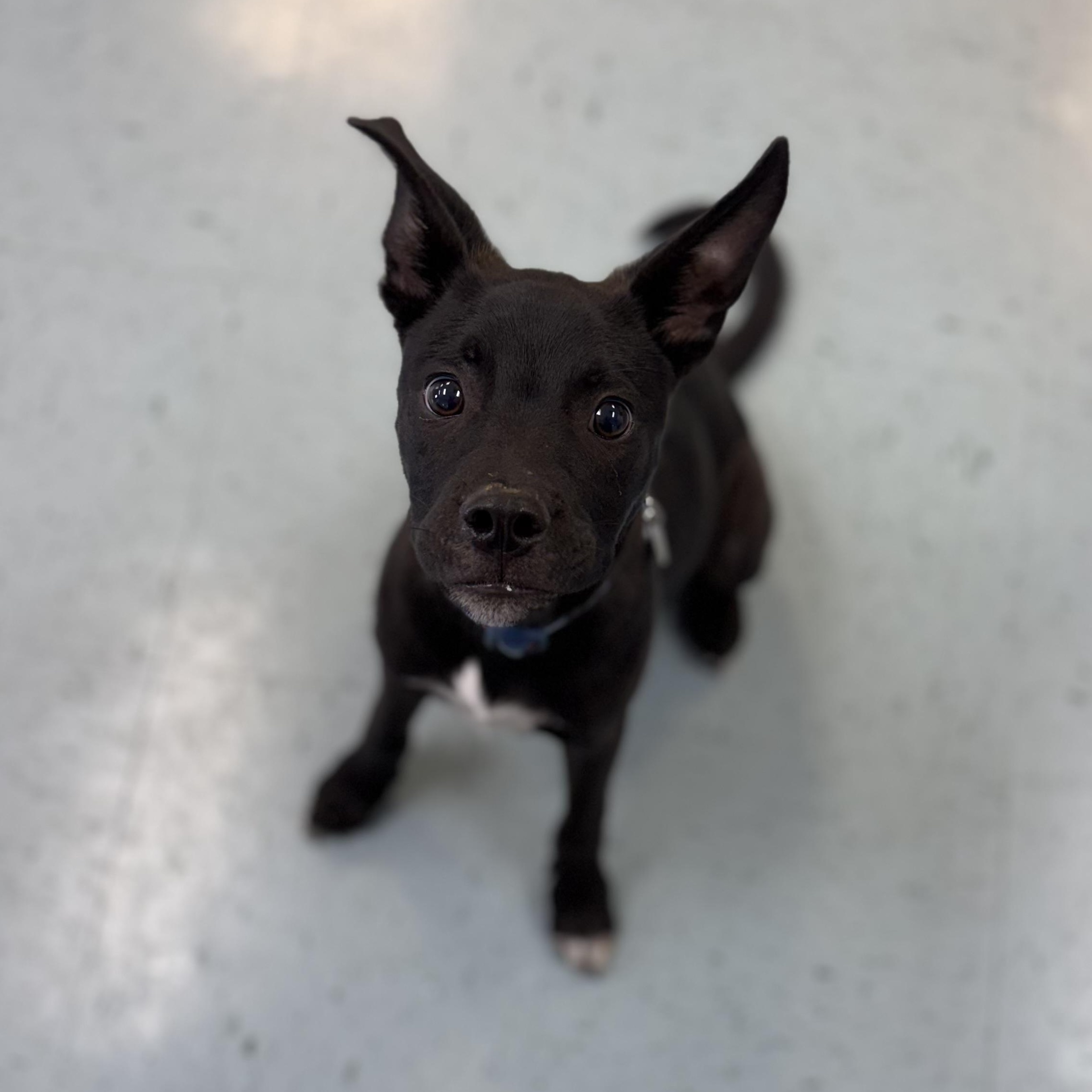 Enlarge Cooper, a ADOPTABLE mixed breed in Bardstown, KY image 5/6