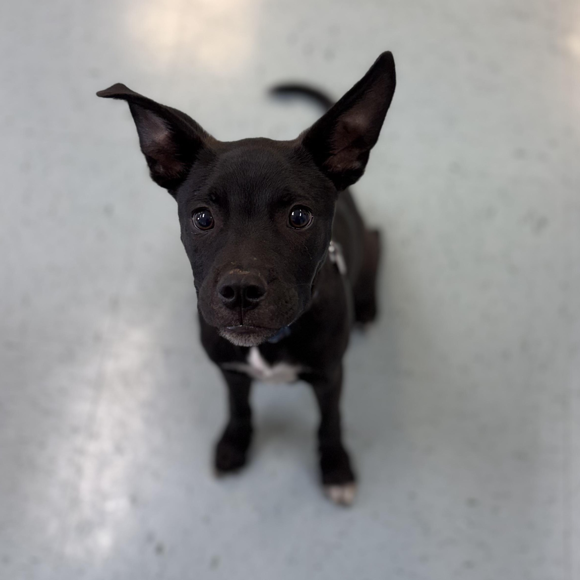 Enlarge Cooper, a ADOPTABLE mixed breed in Bardstown, KY image 6/6