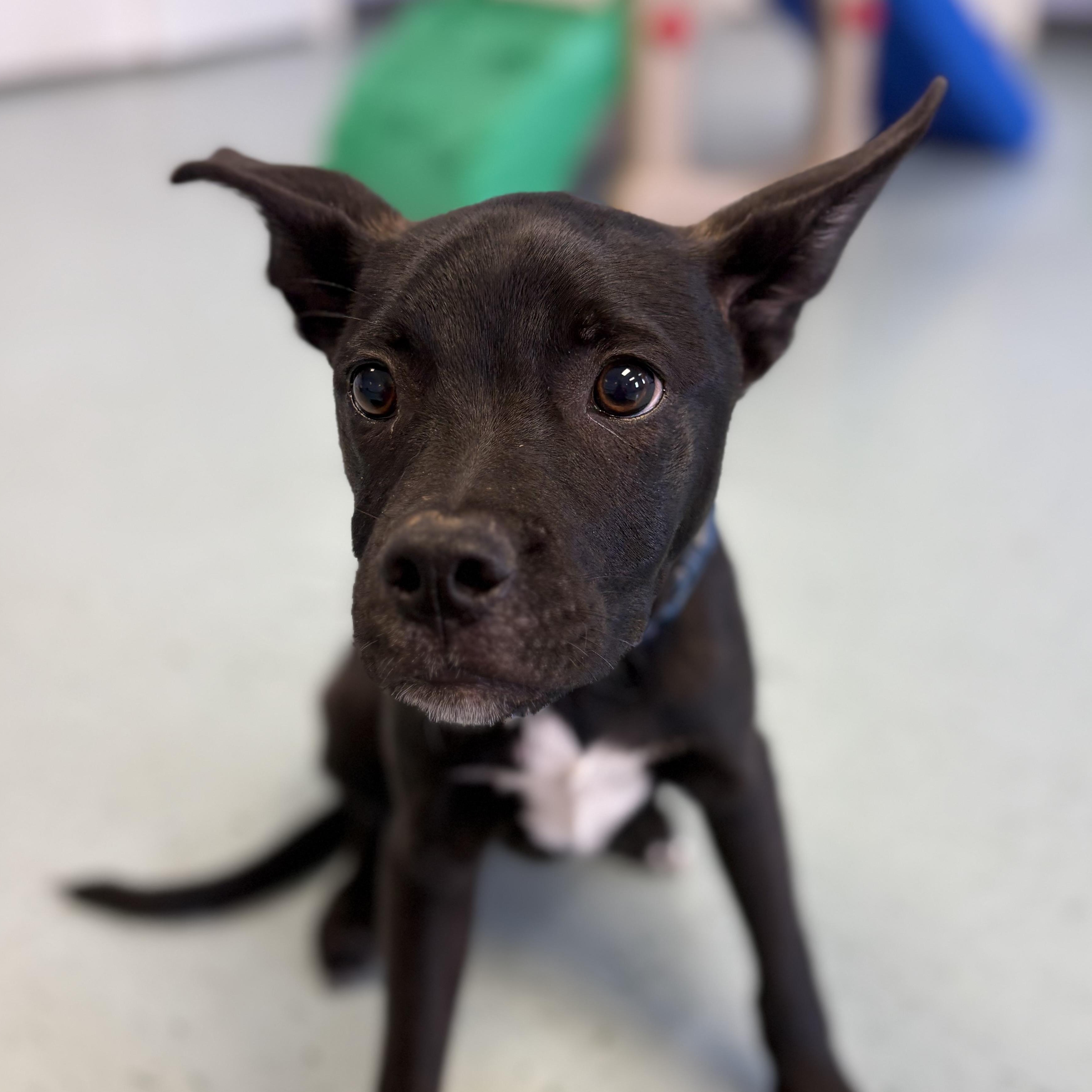 Enlarge Cooper, a ADOPTABLE mixed breed in Bardstown, KY image 1/6