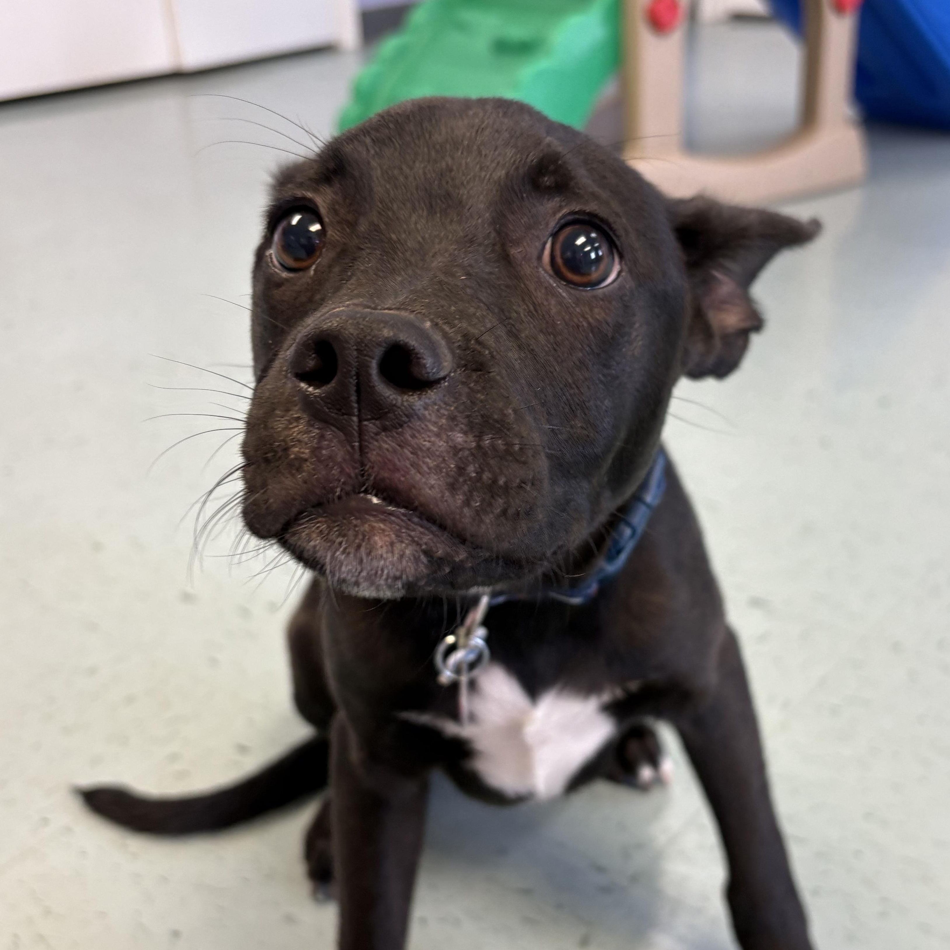 Enlarge Cooper, a ADOPTABLE mixed breed in Bardstown, KY image 3/6