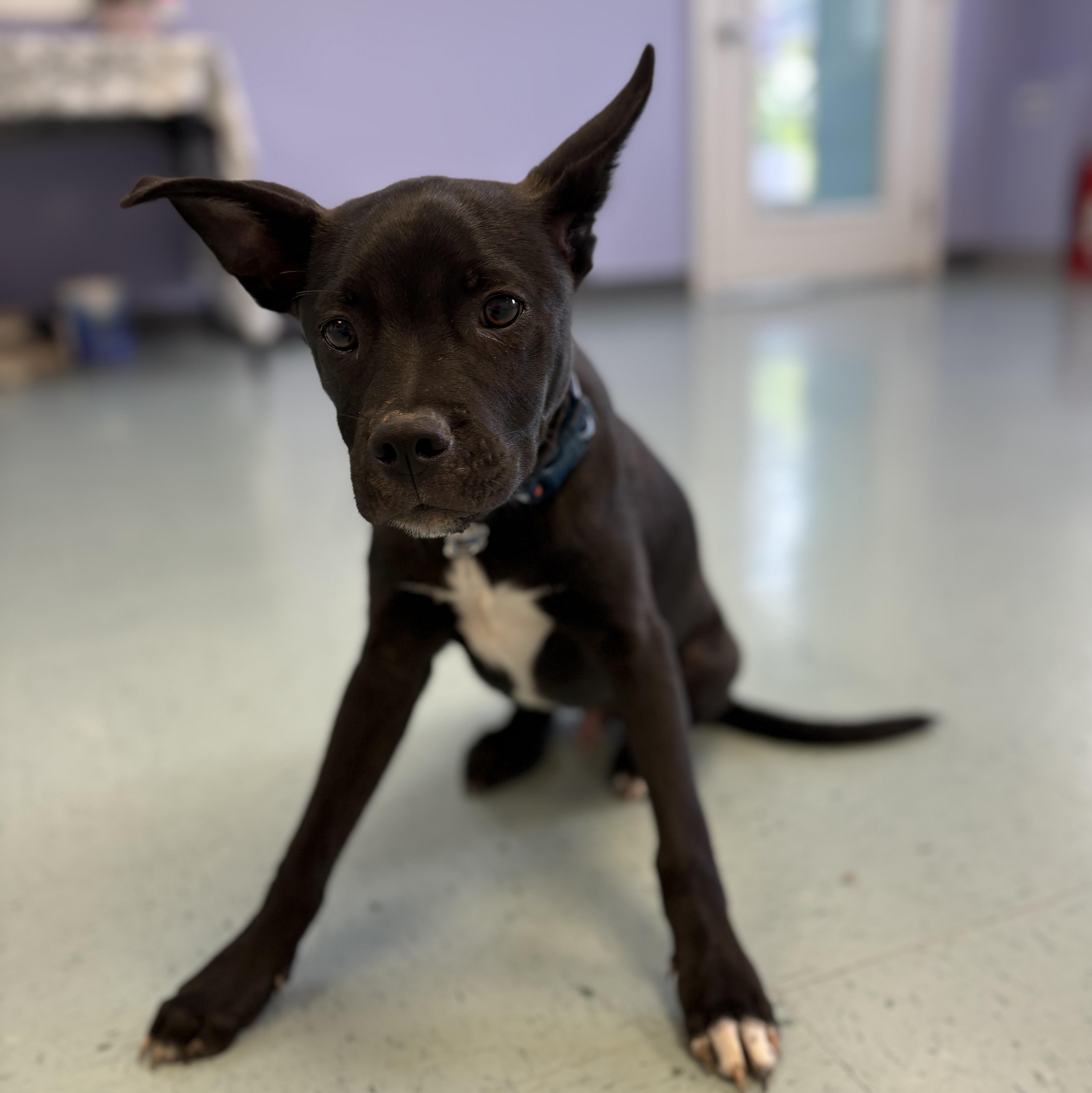 Enlarge Cooper, a ADOPTABLE mixed breed in Bardstown, KY image 2/6