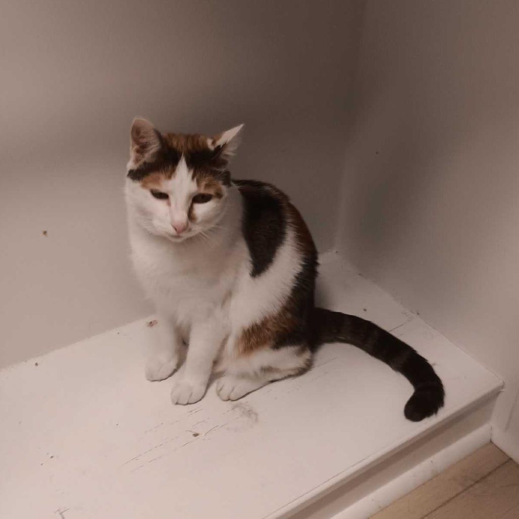 Enlarge Senseless, a Adoptable Domestic Medium Hair in Valdosta , GA image 1/2