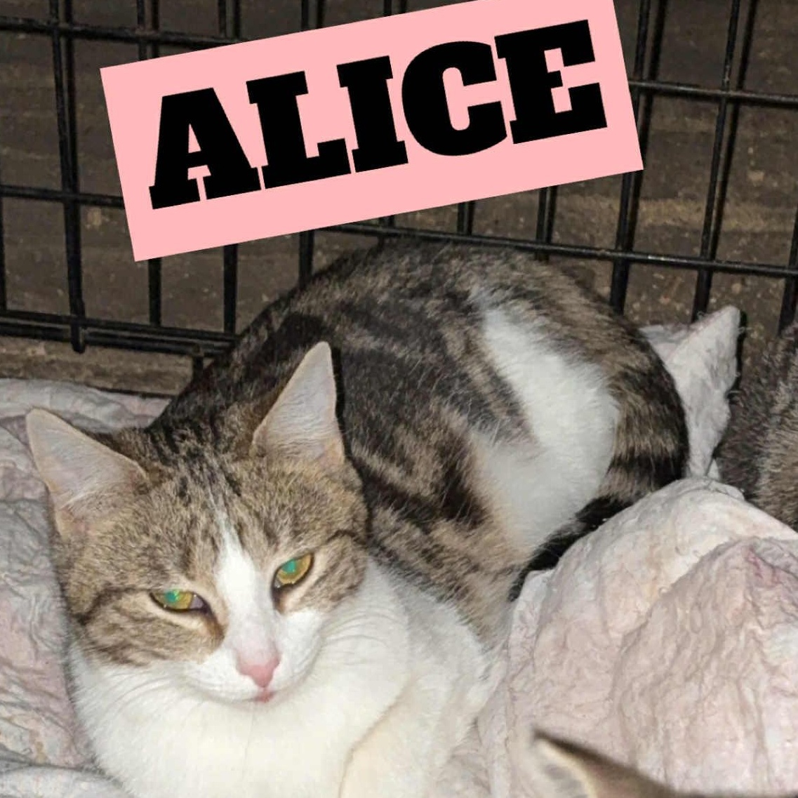 Enlarge Alice, a ADOPTABLE mixed breed in Parma, OH image 1/1