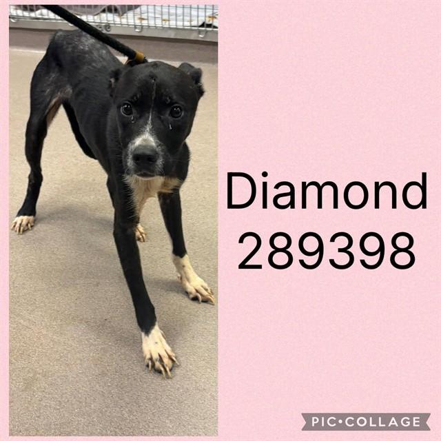 DIAMOND, Adoptable, Young Female Mixed Breed.