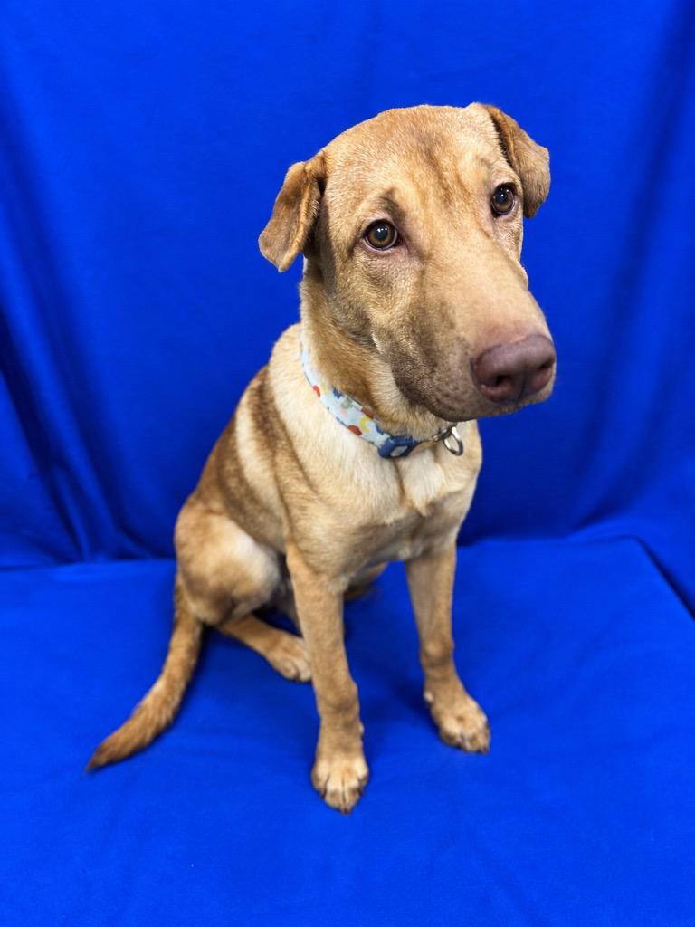 Mr. President, Adoptable, Puppy Male Mixed Breed & Shar-Pei.