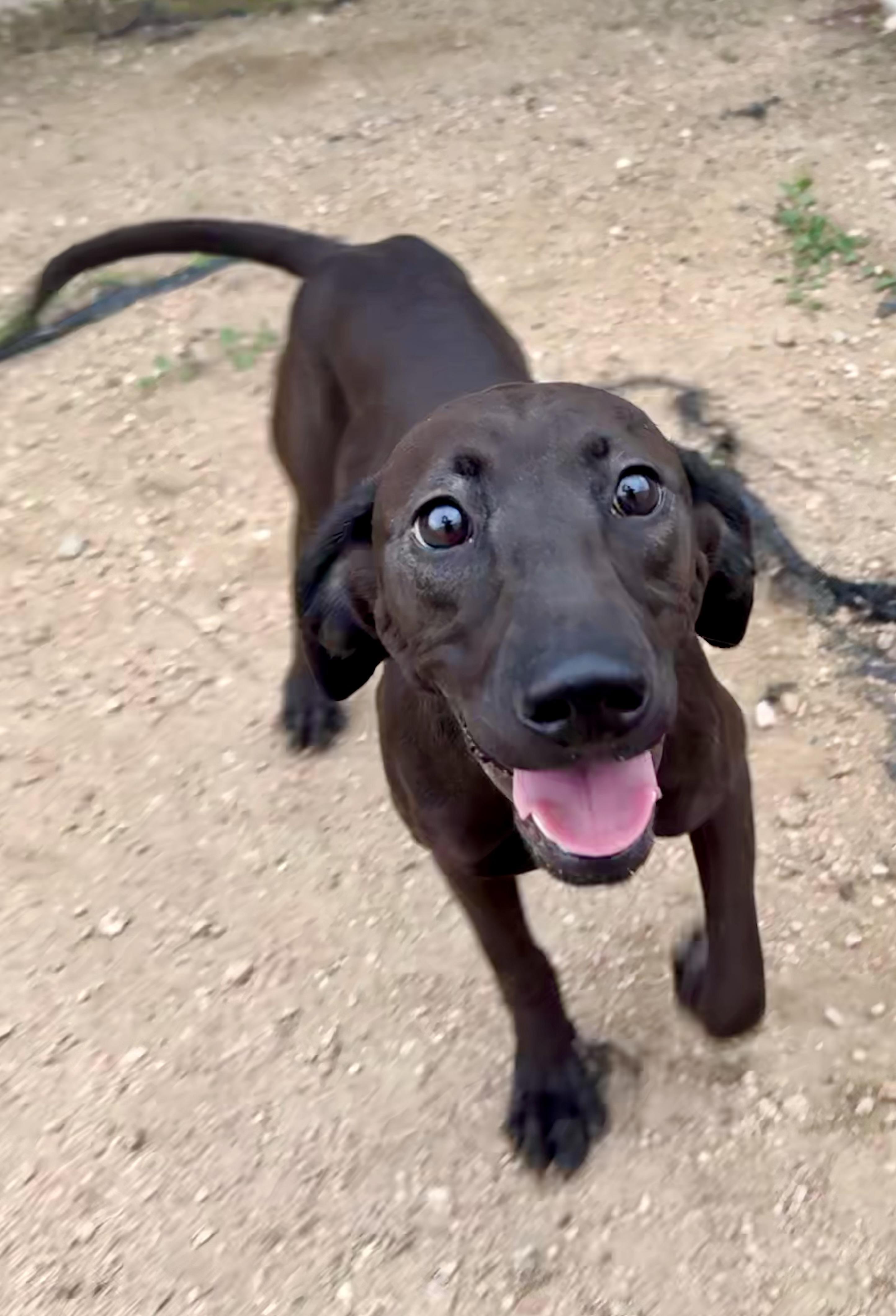 Enlarge Tatum, a ADOPTABLE mixed breed in Elkhorn, WI image 3/5