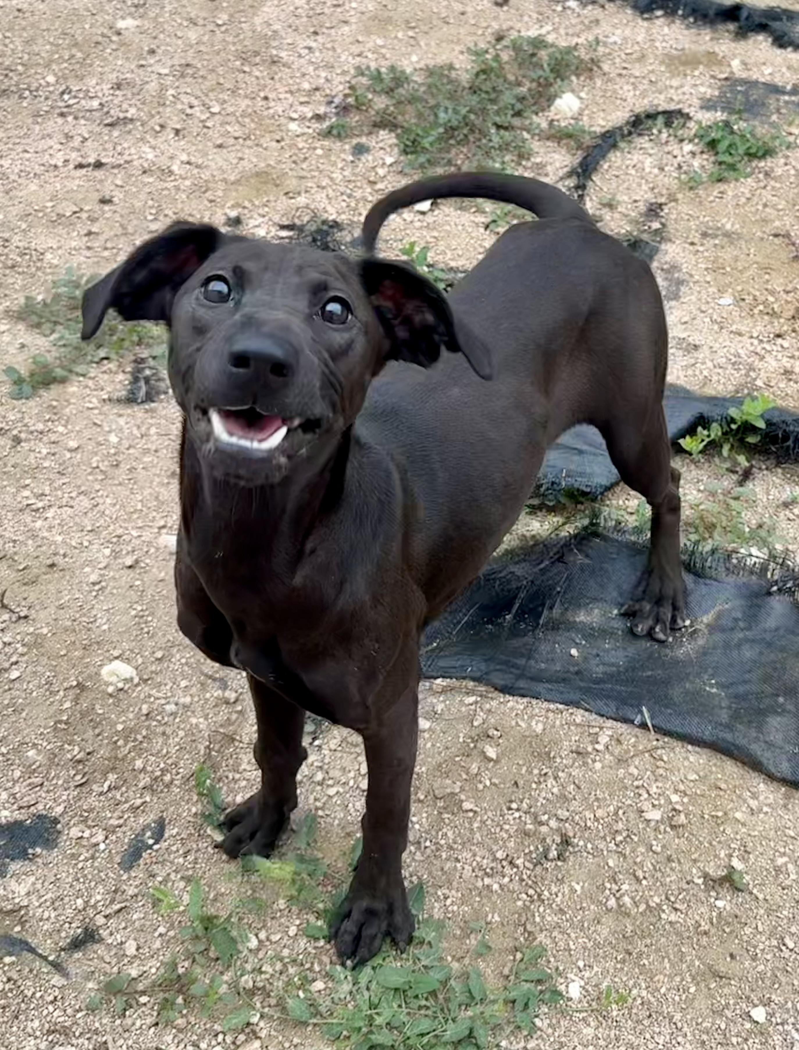 Enlarge Tatum, a ADOPTABLE mixed breed in Elkhorn, WI image 4/5
