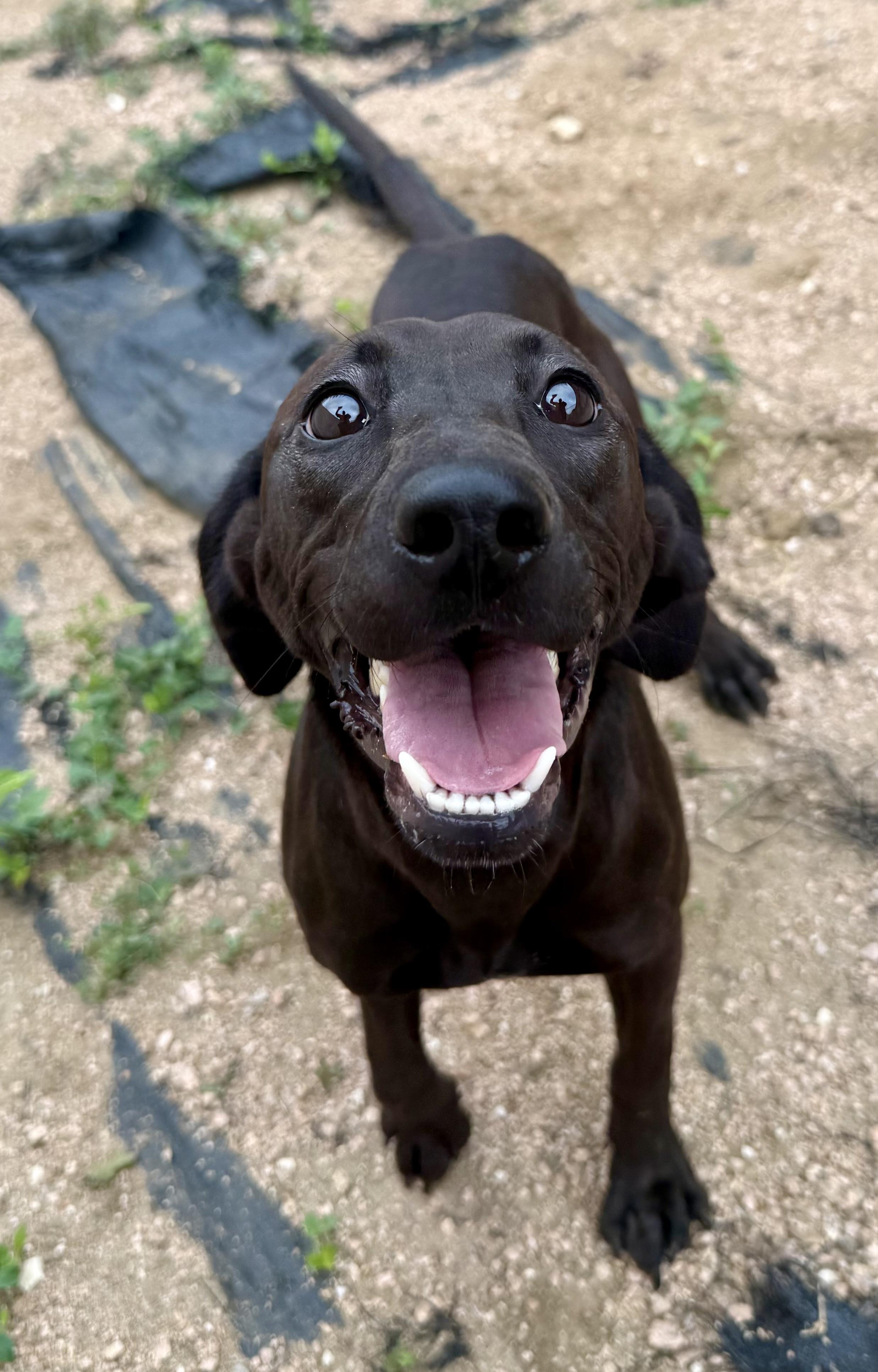 Enlarge Tatum, a ADOPTABLE mixed breed in Elkhorn, WI image 1/5