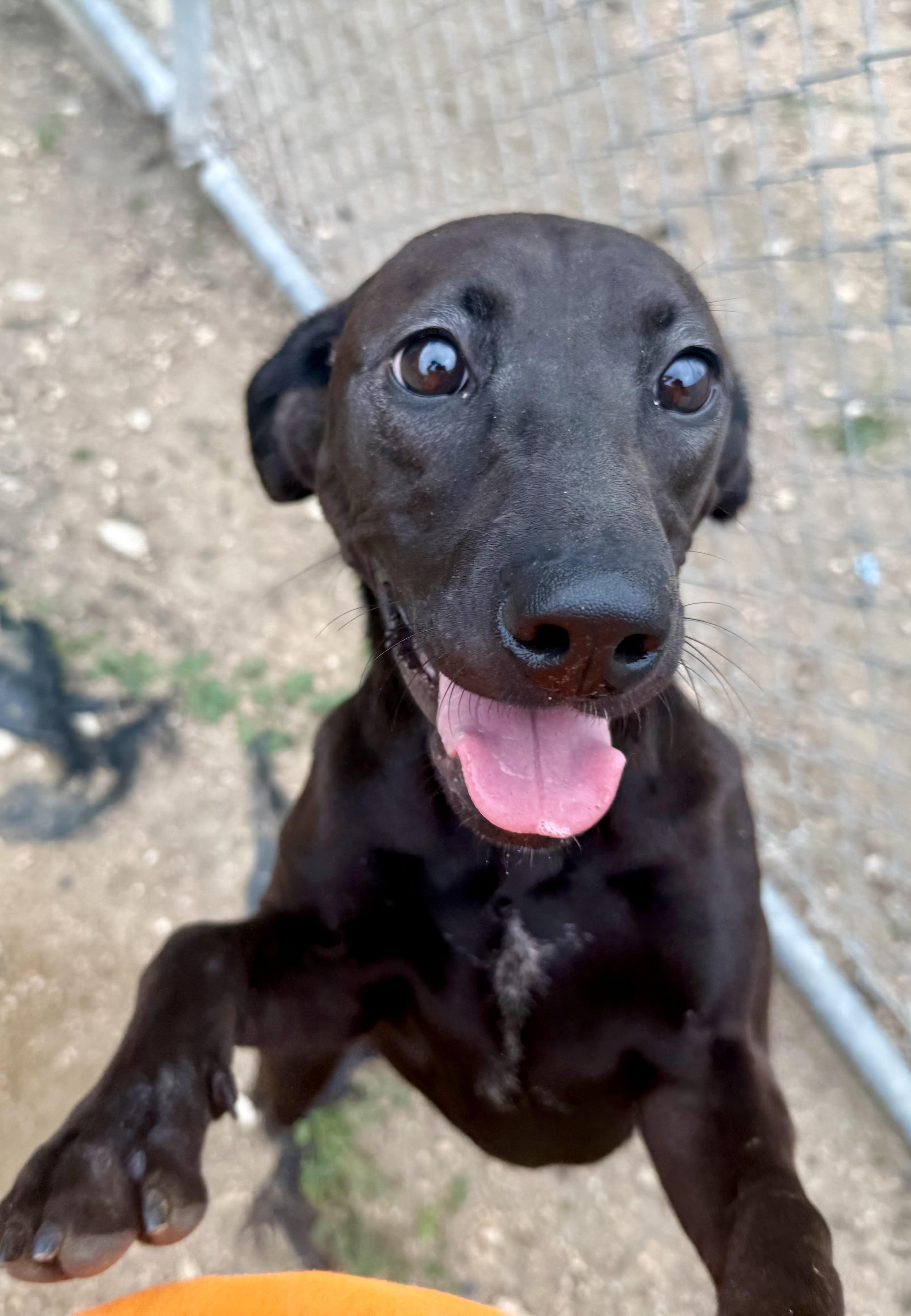Enlarge Tatum, a ADOPTABLE mixed breed in Elkhorn, WI image 5/5