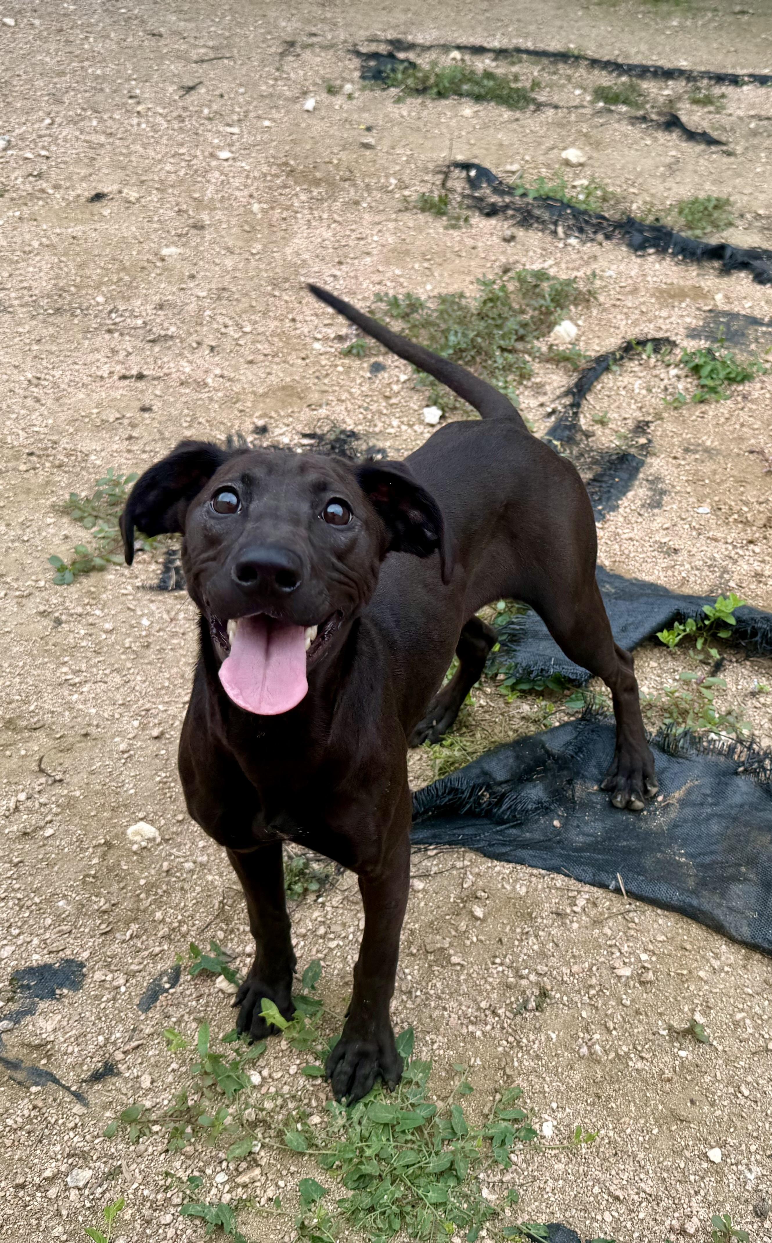 Enlarge Tatum, a ADOPTABLE mixed breed in Elkhorn, WI image 2/5