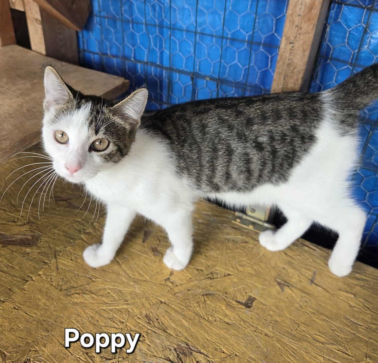 Poppy