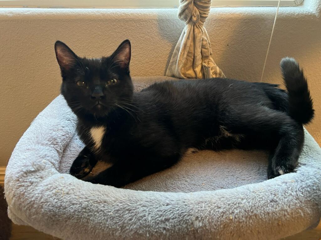 Fabain, an adoptable Domestic Short Hair in Las Vegas, NV, 89101 | Photo Image 2