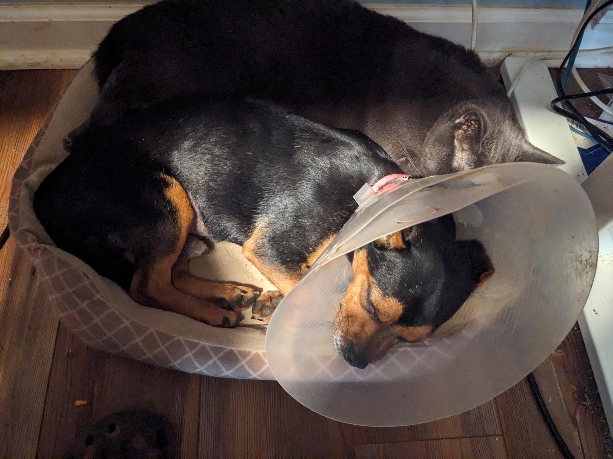 Nugget, ADOPTABLE, Puppy Male Chihuahua.