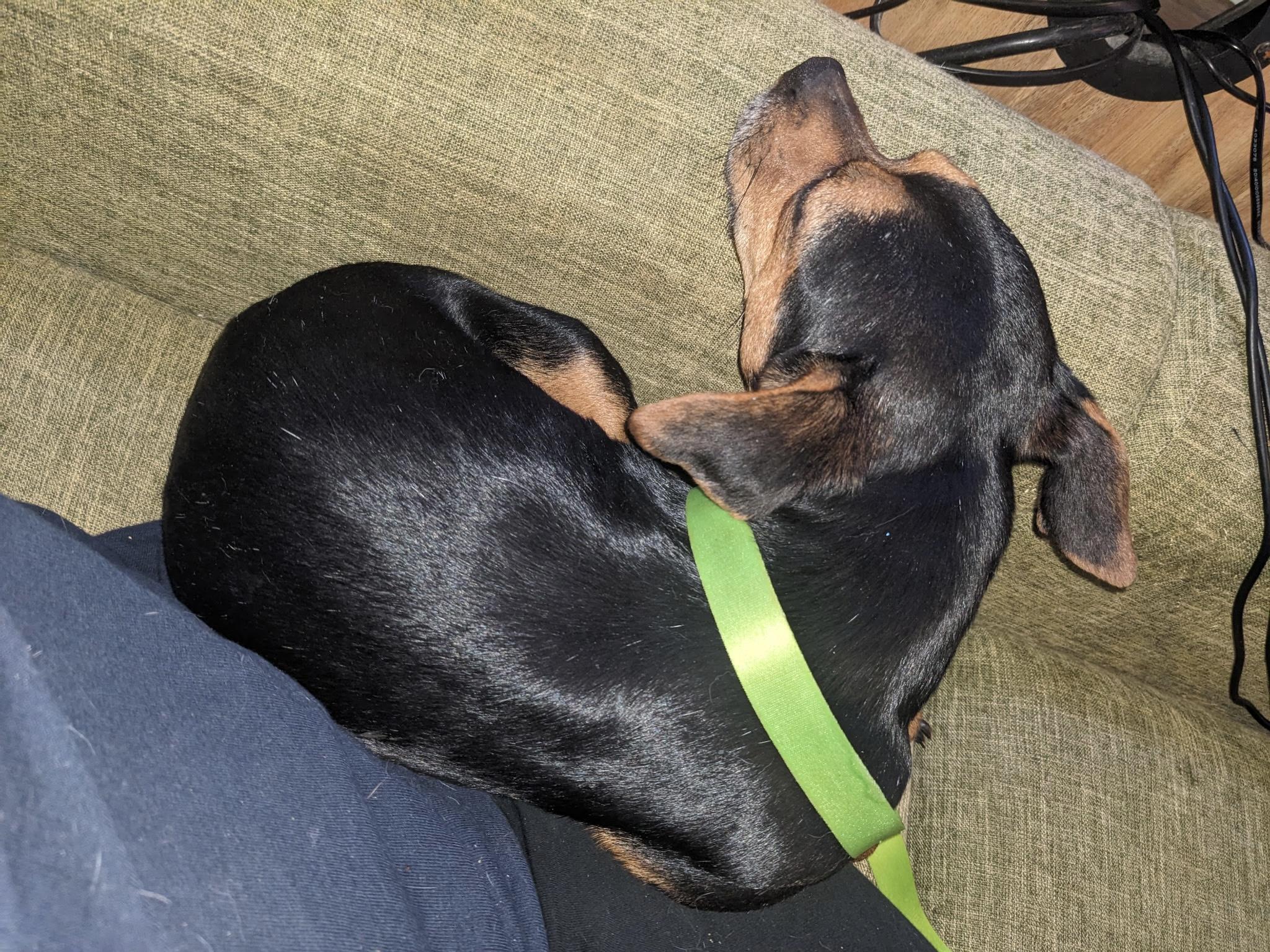 Enlarge Nugget, a ADOPTABLE mixed breed in Cary, NC image 3/5