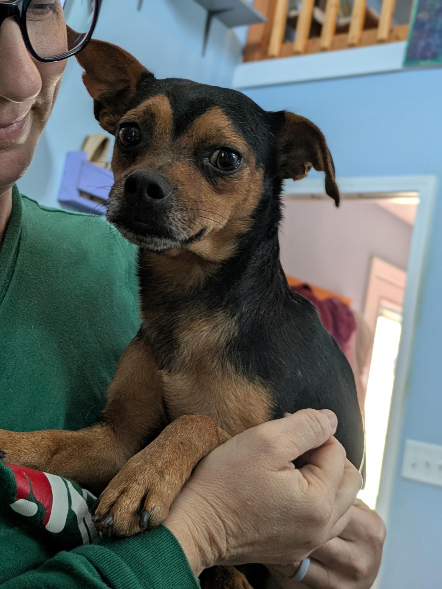 Enlarge Nugget, a ADOPTABLE mixed breed in Cary, NC image 4/5