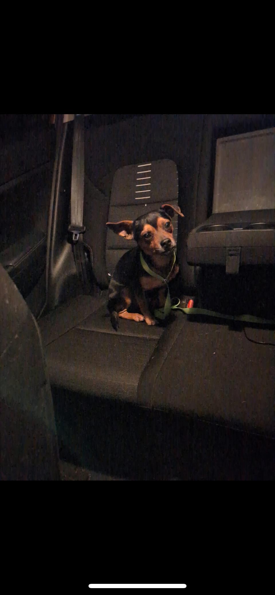 Enlarge Nugget, a ADOPTABLE mixed breed in Cary, NC image 5/5