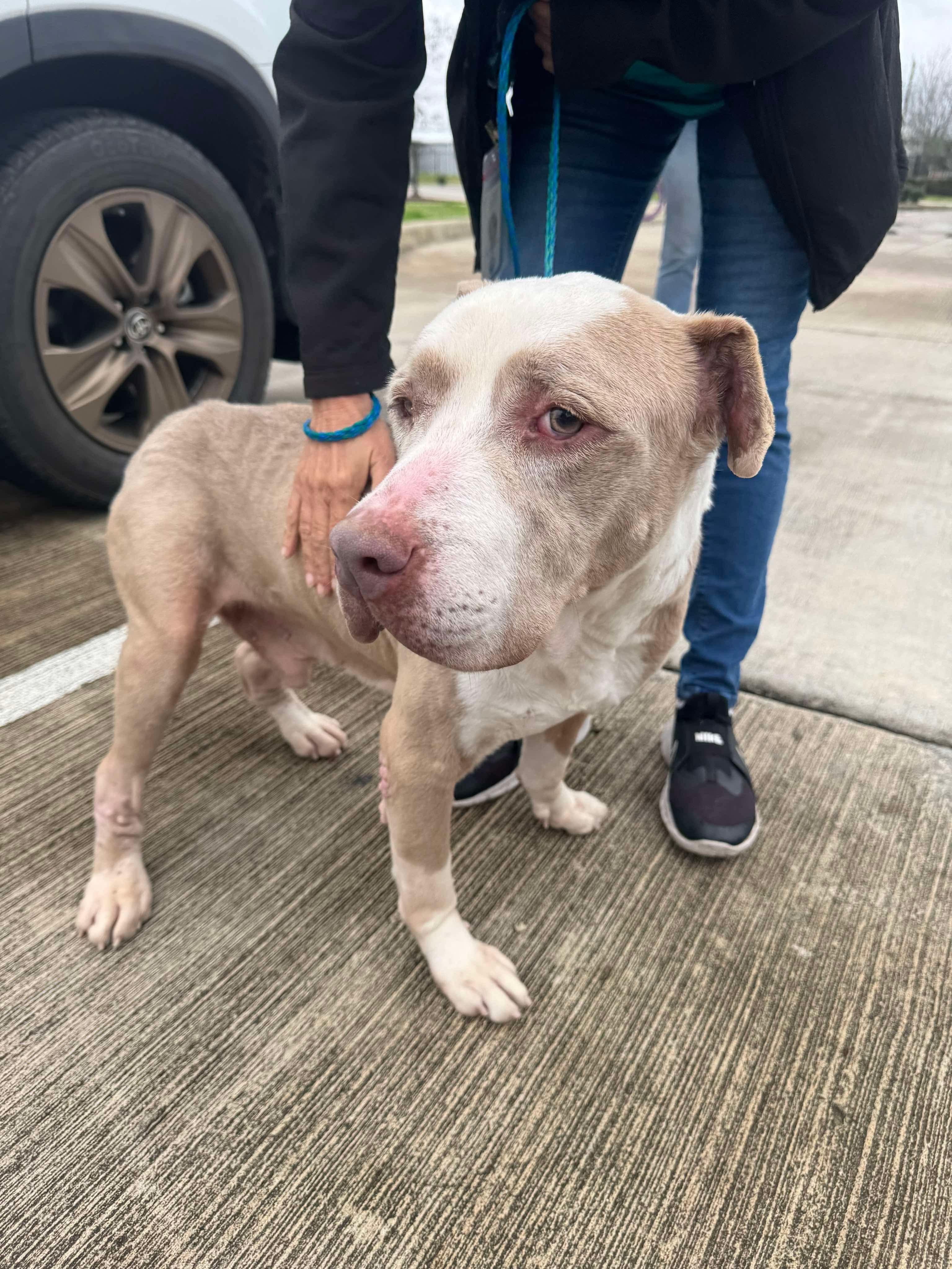 Merlin, an adoptable American Staffordshire Terrier in Sheboygan, WI, 53081 | Photo Image 3