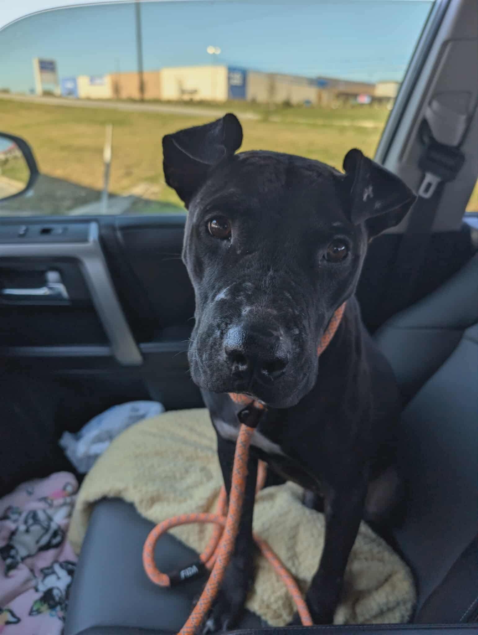 Mulligan (Bee), Adoptable, Adult Male Pit Bull Terrier & Labrador Retriever.