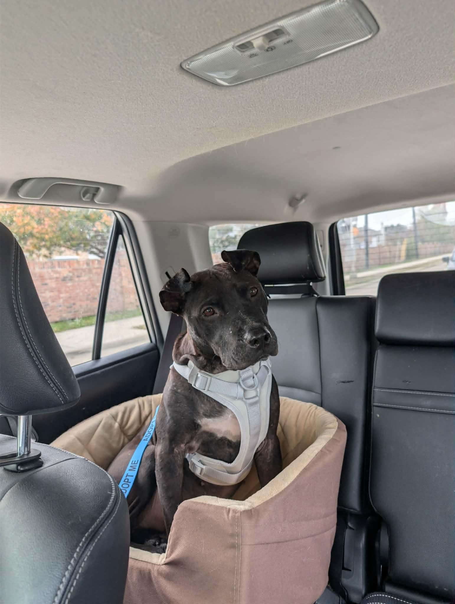 Mulligan (Bee), a Adoptable mixed breed in Arlee, MT image 3/6