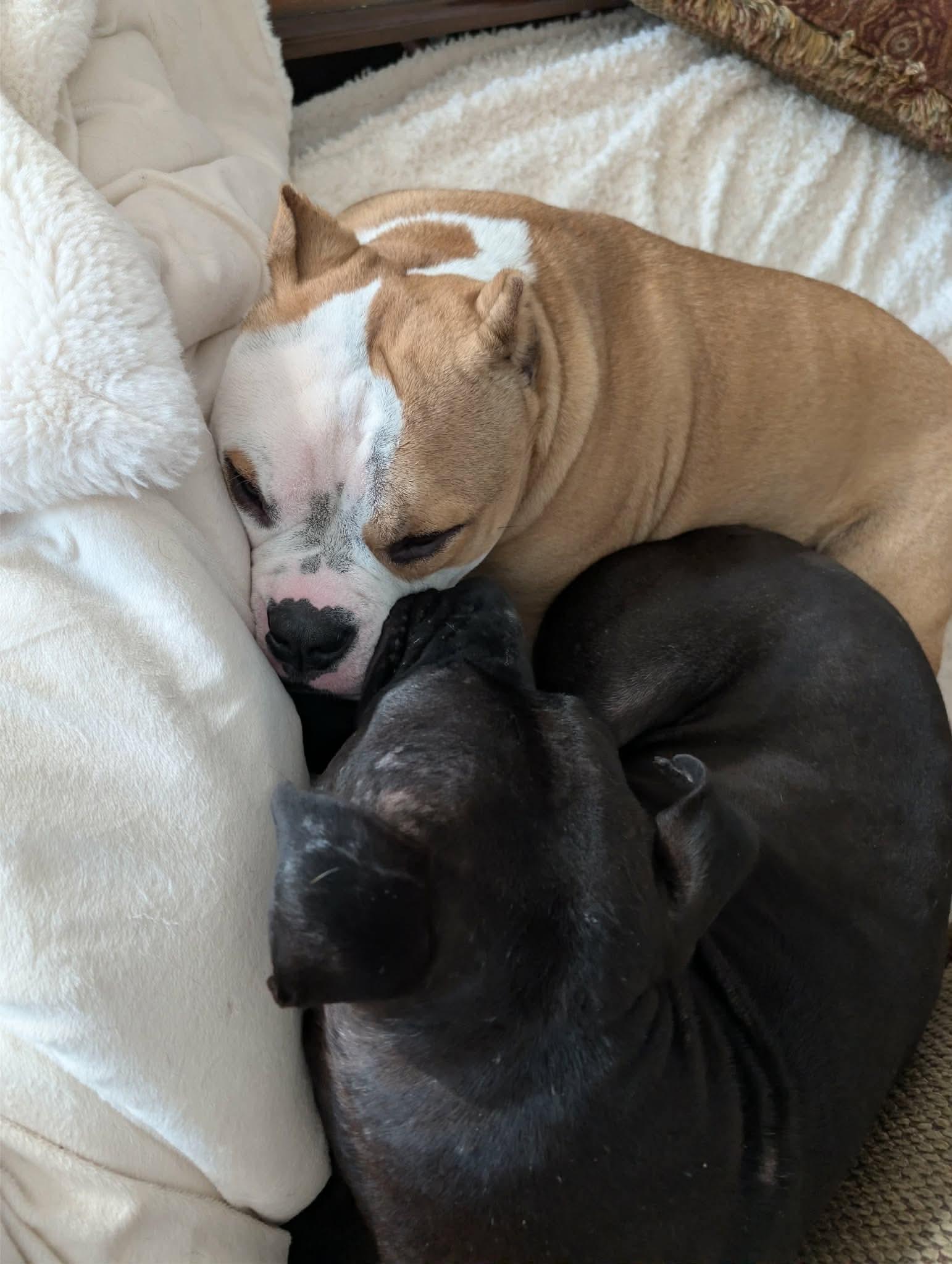 Mulligan (Bee), a Adoptable mixed breed in Arlee, MT image 4/6