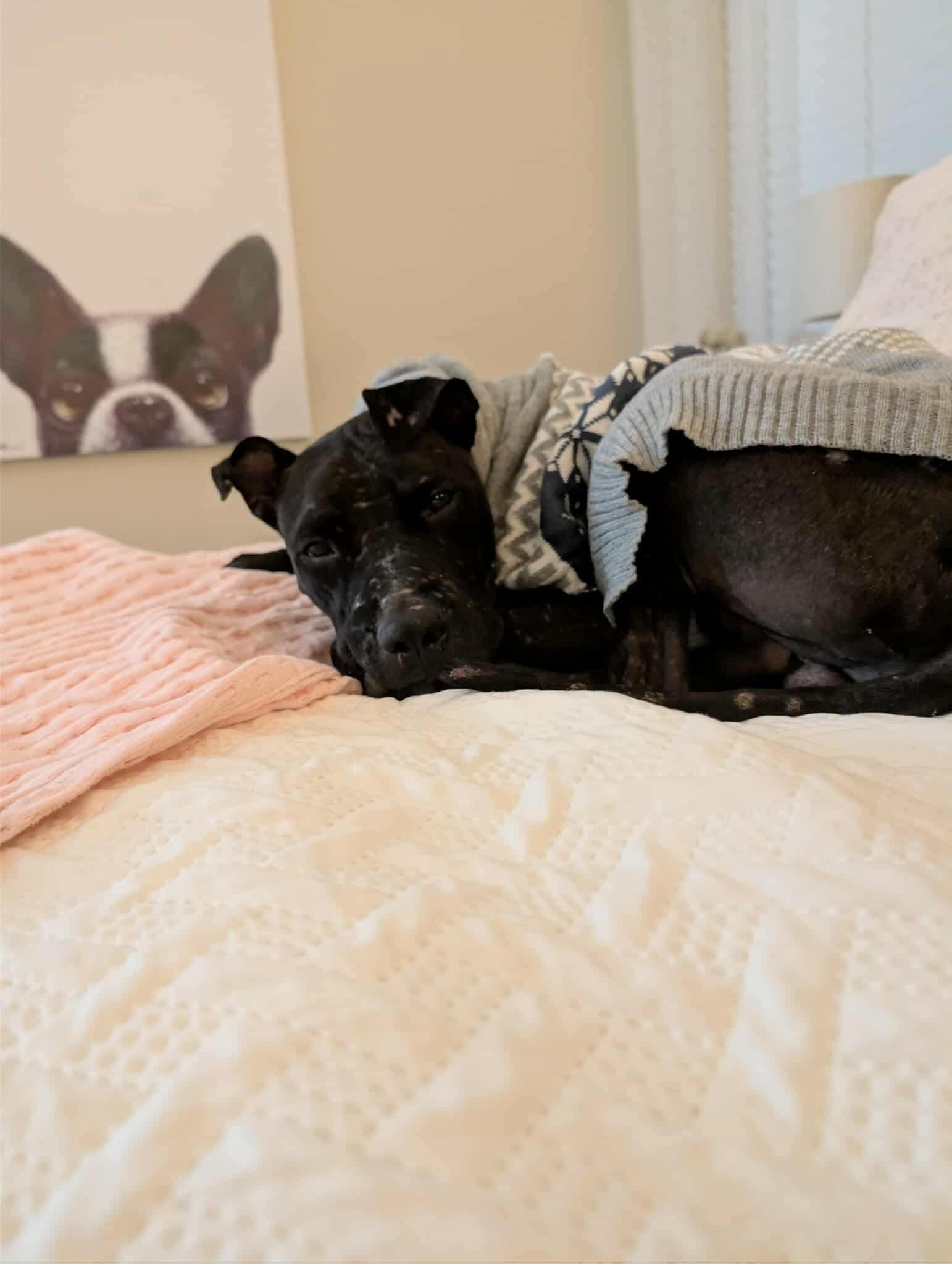 Mulligan (Bee), a Adoptable mixed breed in Arlee, MT image 5/6