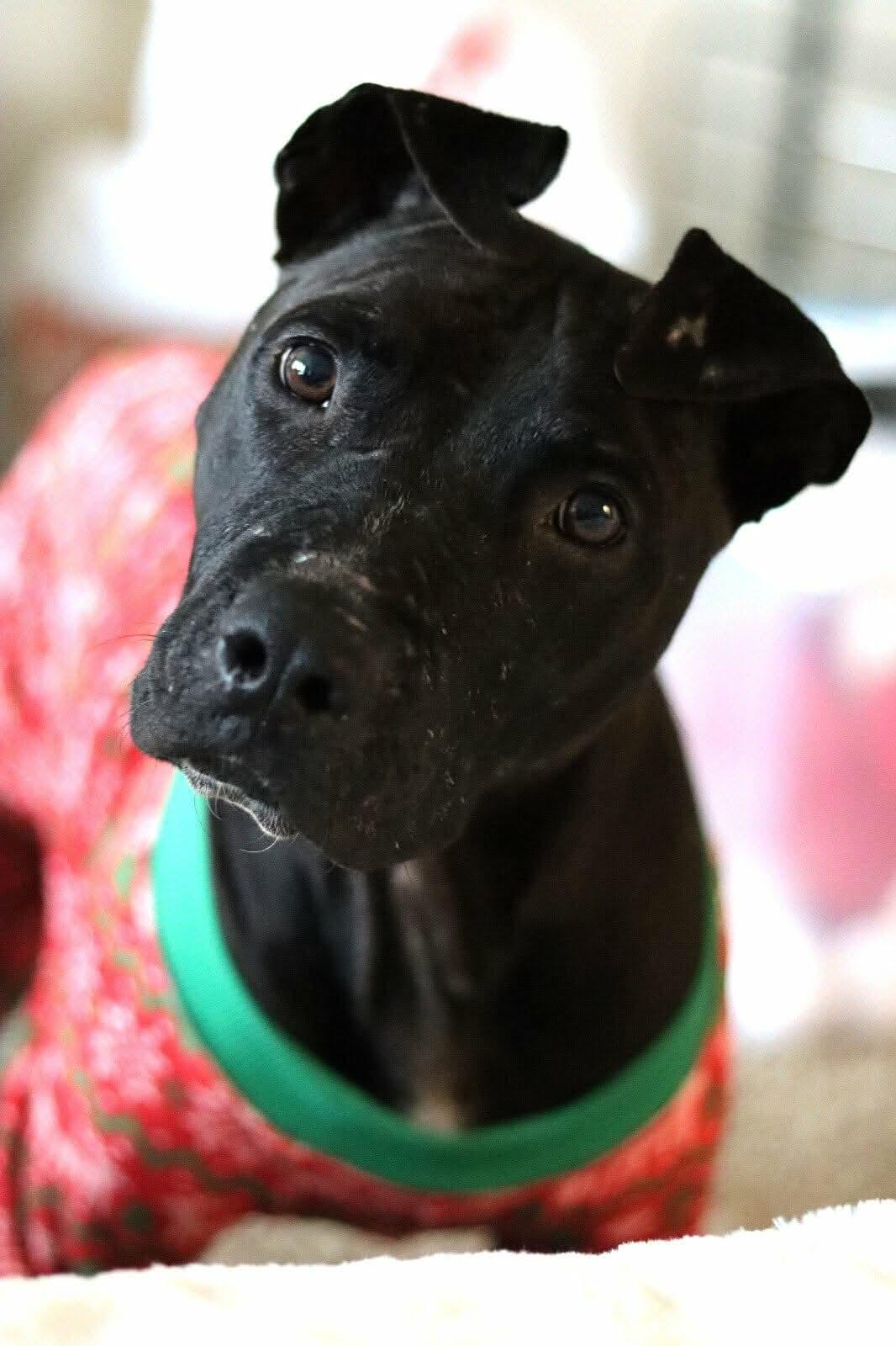 Mulligan (Bee), a Adoptable mixed breed in Arlee, MT image 6/6