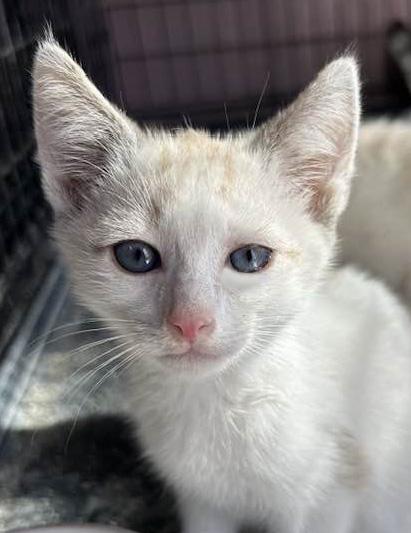 PALOMA, Baby Female unknown
