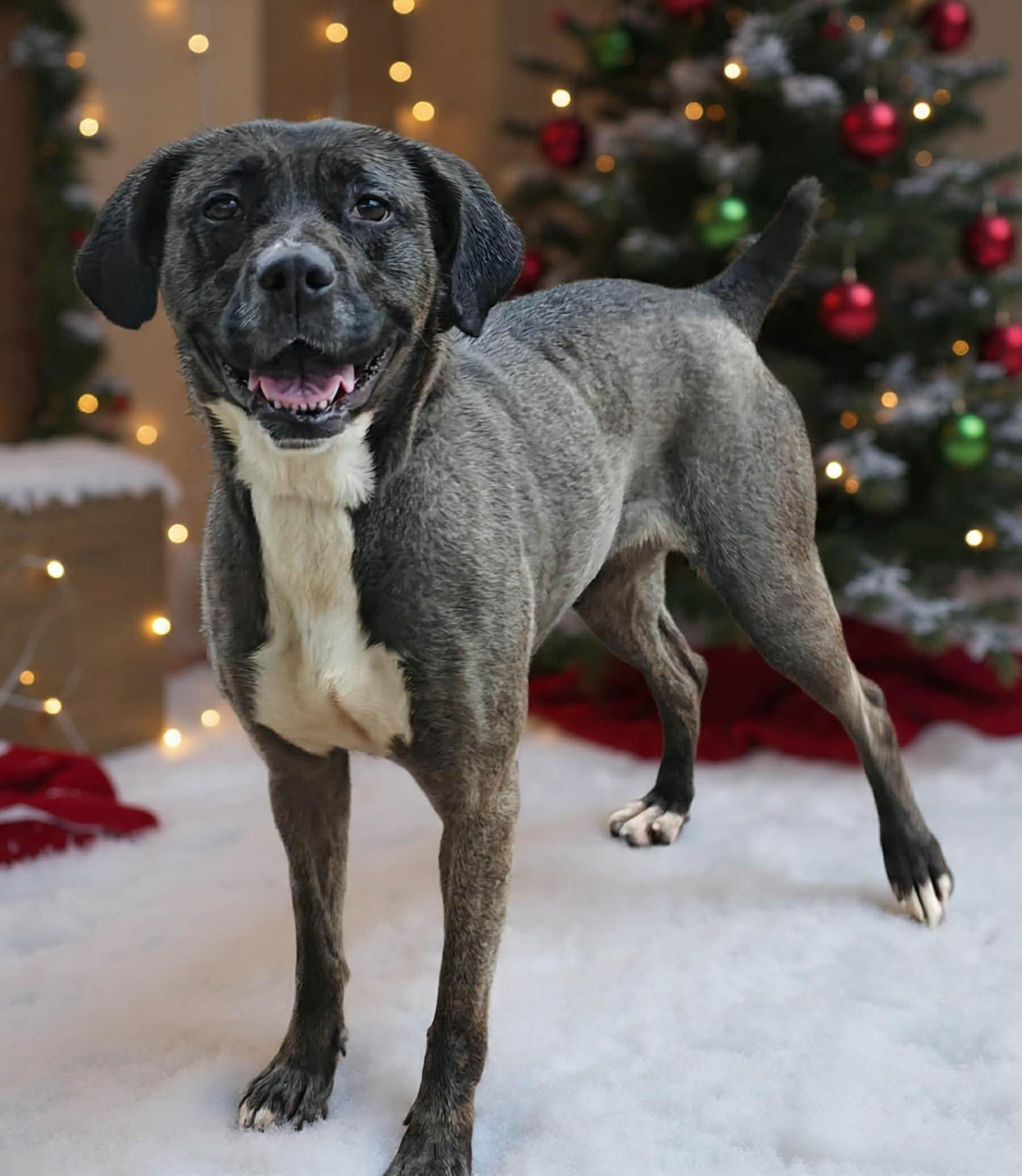 Enlarge Noelle, a ADOPTABLE Mixed Breed in Ossining, NY image 1/1