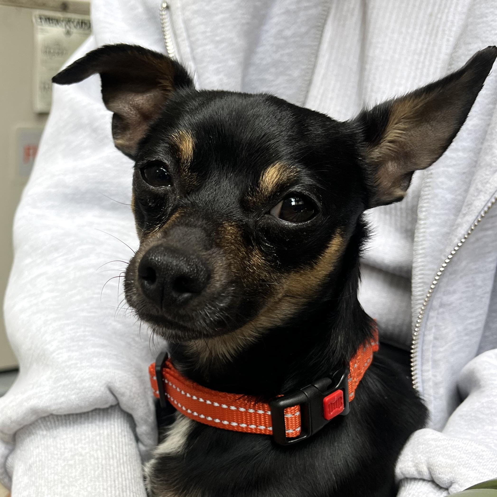 Enlarge Harpy, a Adoptable mixed breed in Brooklyn, NY image 3/6