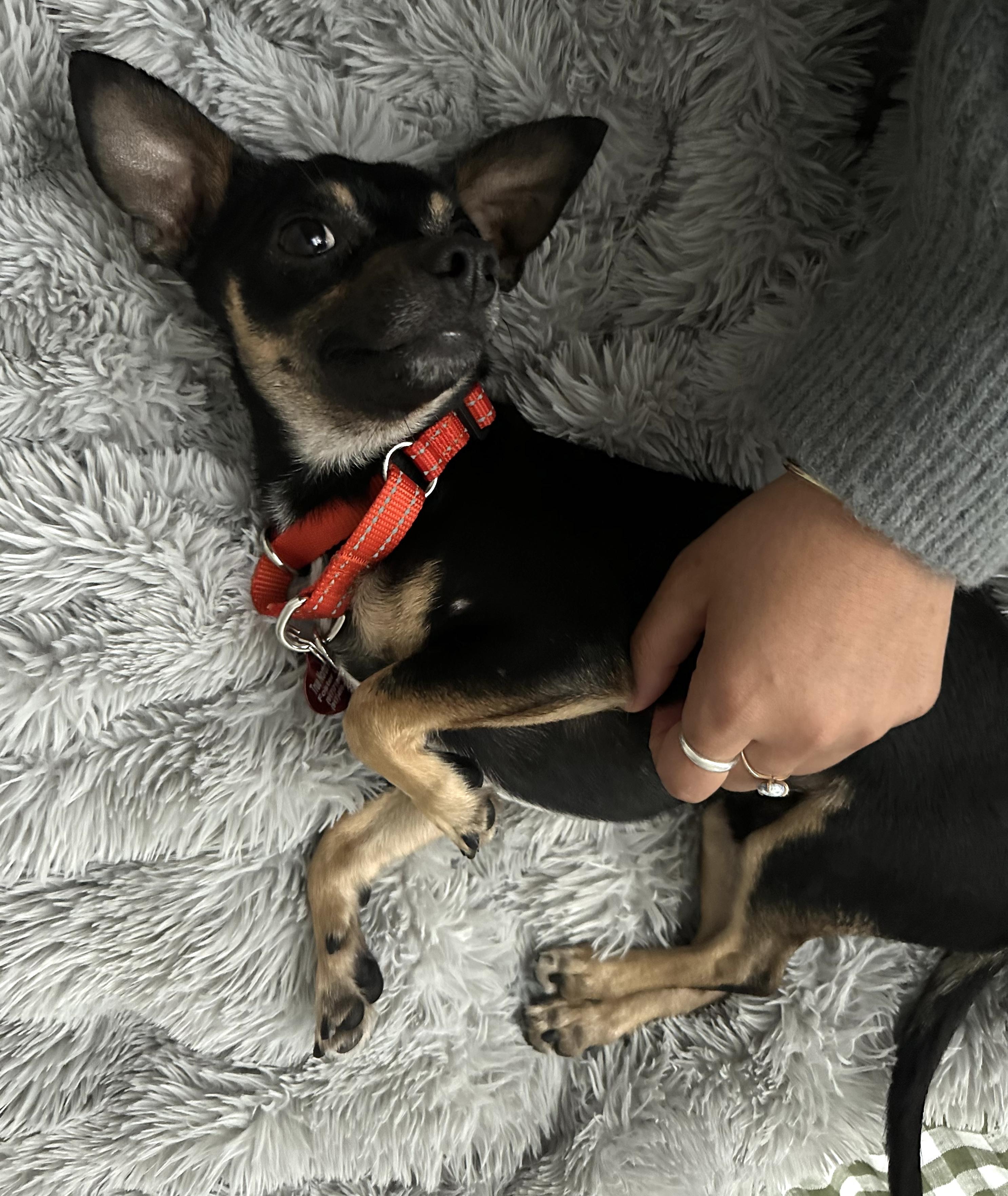 Enlarge Harpy, a Adoptable mixed breed in Brooklyn, NY image 6/6