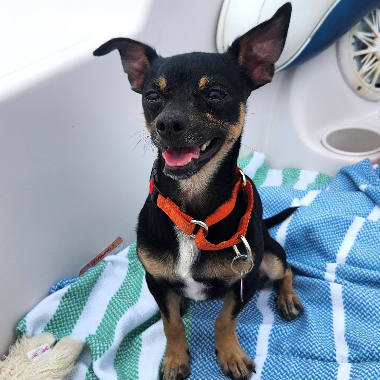 Harpy, Adoptable, Young Male Chihuahua.