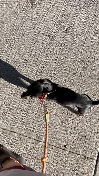 Enlarge Harpy, a Adoptable mixed breed in Brooklyn, NY video 5/6